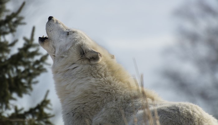 White wolf howling in a snowy landscape