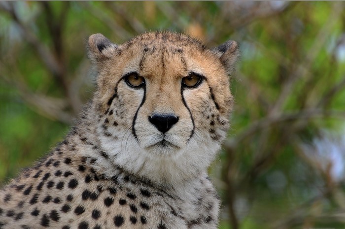 Close-up of a Cheetah's Face