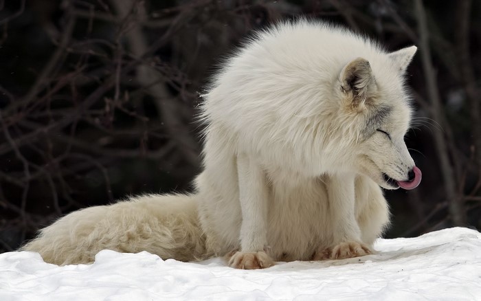 Arctic fox licking its nose in the snow