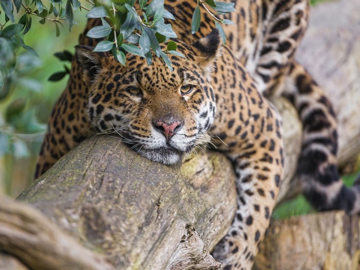 Jaguar resting on a log