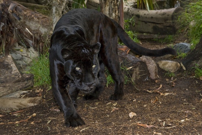 Black Panther stalking through a natural habitat