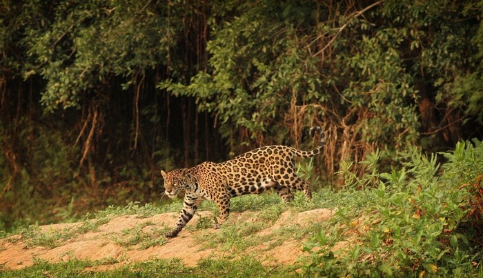 Jaguar walking on a grassy bank