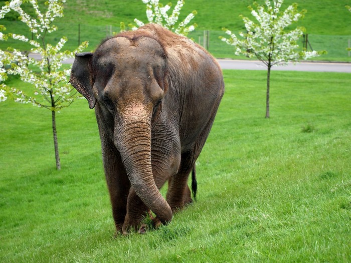 Elephant in a grassy field with trees