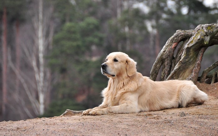 Golden Retriever dog lying on the ground