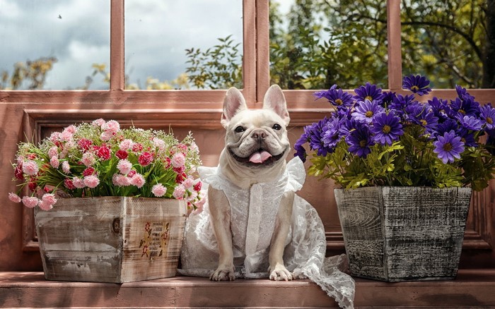 French Bulldog in a white dress with flowers