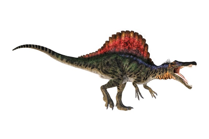 Spinosaurus dinosaur with sail