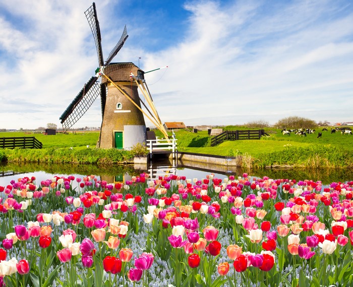 Tulips and Windmill in Bloom