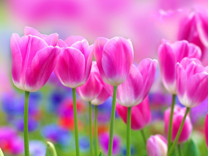 Pink Tulips in a Field