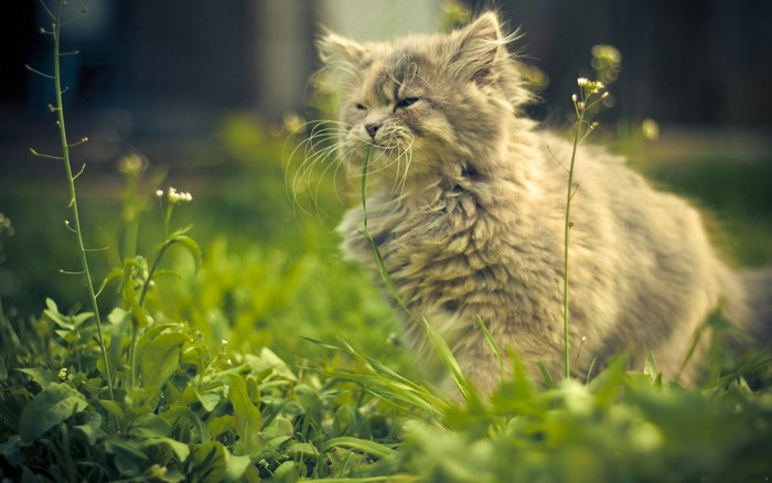 Fluffy cat eating grass in a garden