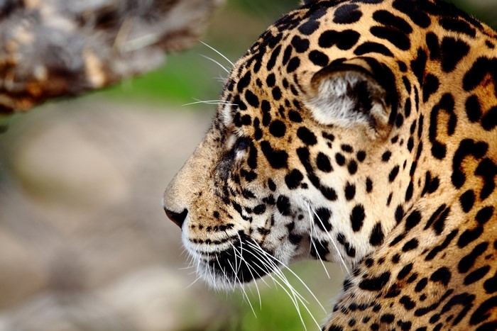 Close-up of a Jaguar's head and fur