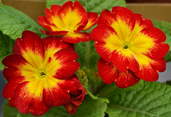 Red and yellow primula flowers