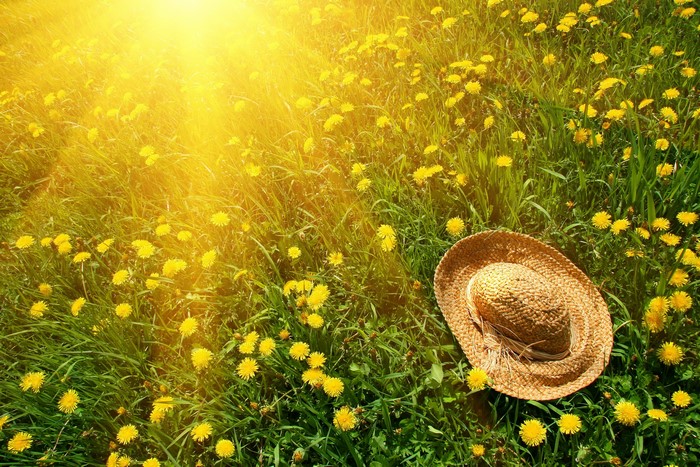 Straw hat in a field of dandelions and grass