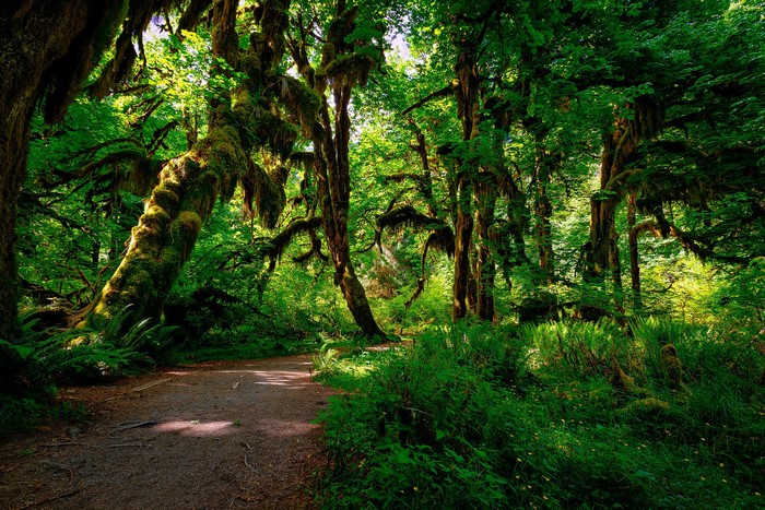 Hoh Rainforest in Olympic National Park, Washington, USA