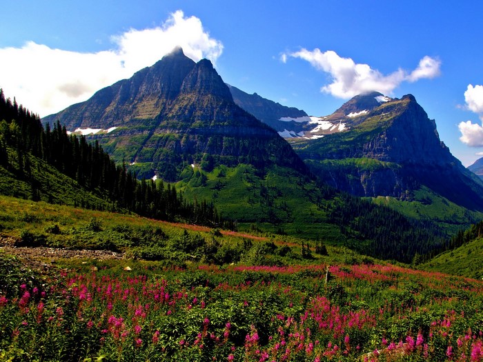 Mountains and wildflowers in Glacier National Park, USA