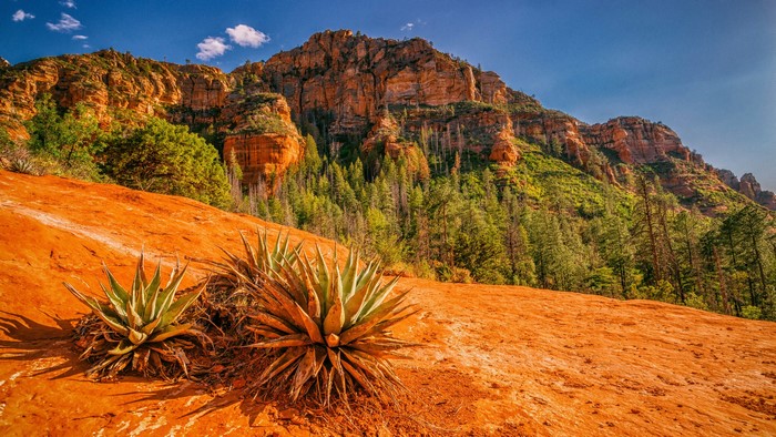 Agave plants on red rock slope with mountains and forest