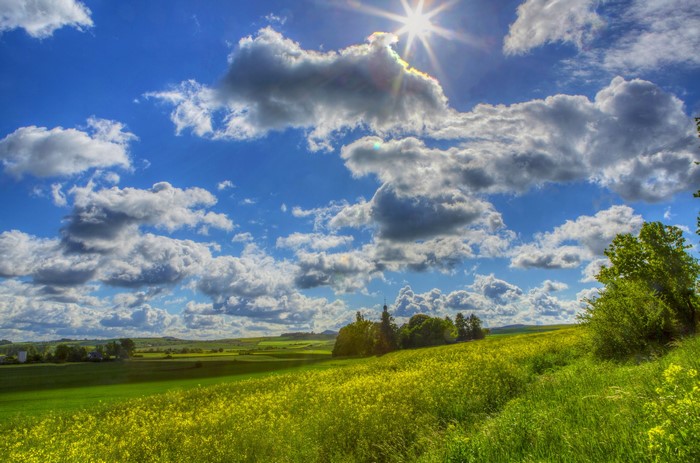 Yellow flower field under a cloudy blue sky in Germany