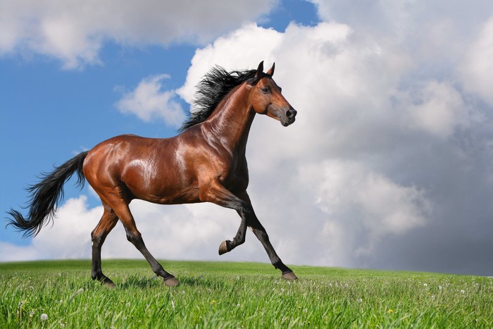 Brown horse running on grass with clouds
