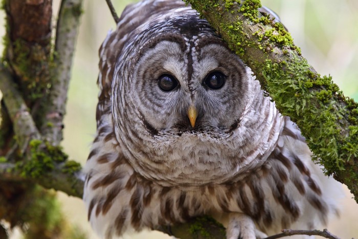 Barred Owl perched on a mossy tree branch