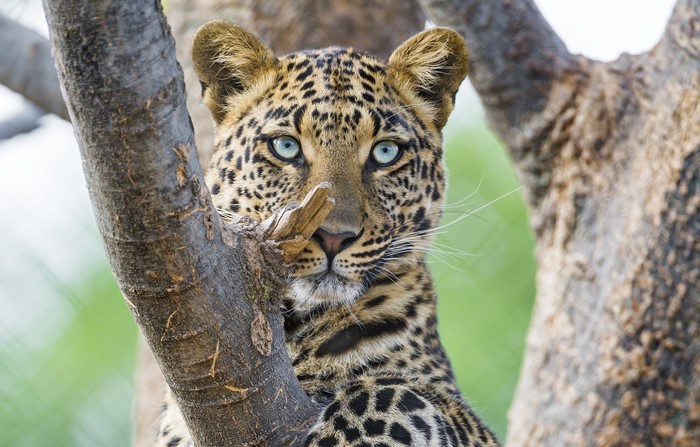 Leopard with blue eyes in a tree
