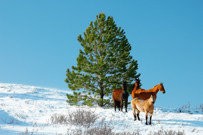 Horses in a snowy landscape with a pine tree