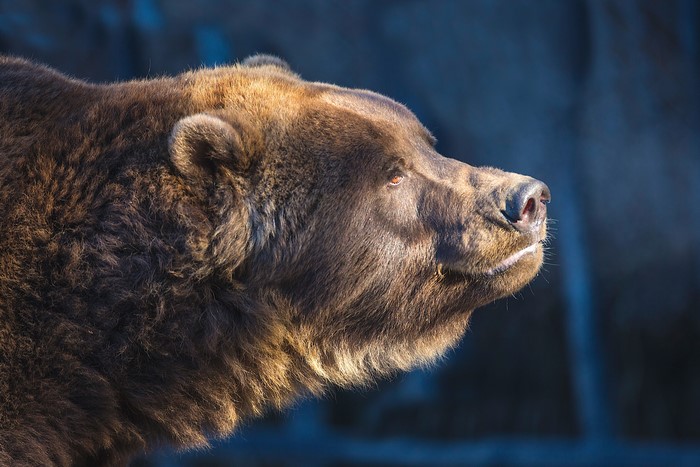 Brown Bear Profile