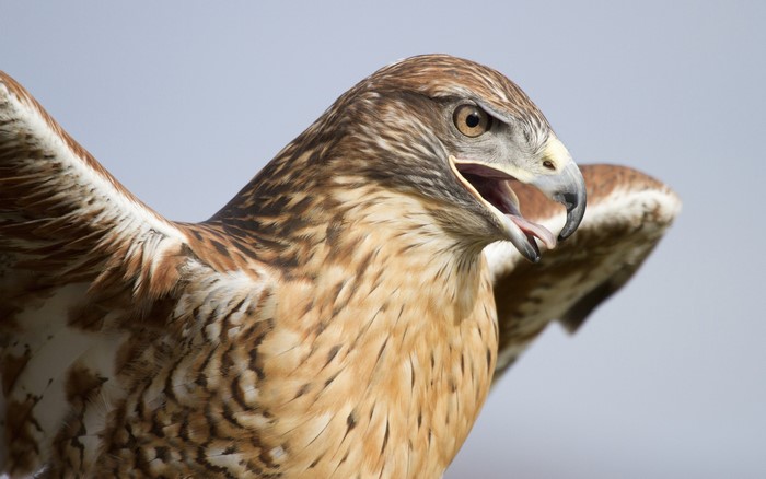 Hawk with open beak and wings spread