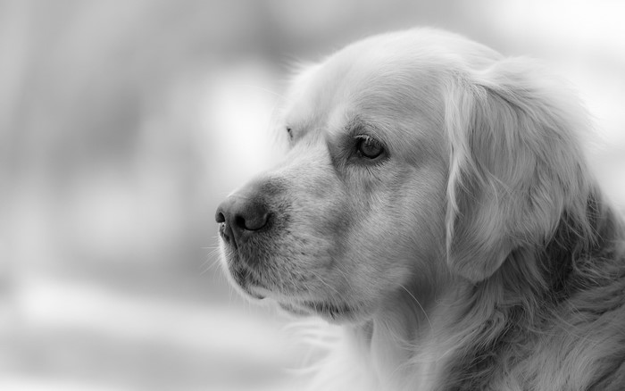 Black and white portrait of a Golden Retriever dog