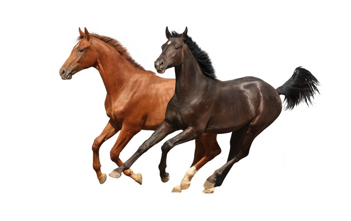 Two horses running
