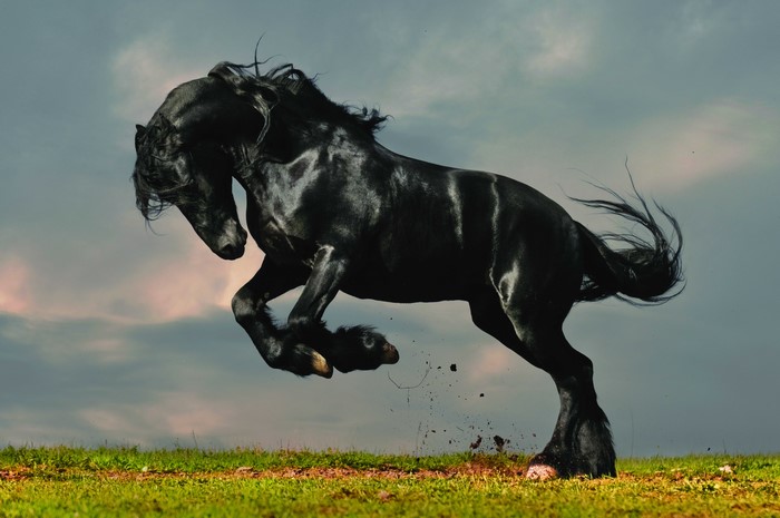Black Friesian horse jumping in a field