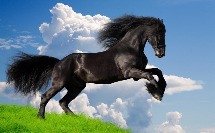 4K Black Horse Rearing on Green Hill