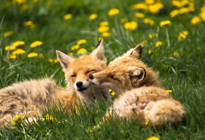 Two foxes cuddling in a field of dandelions