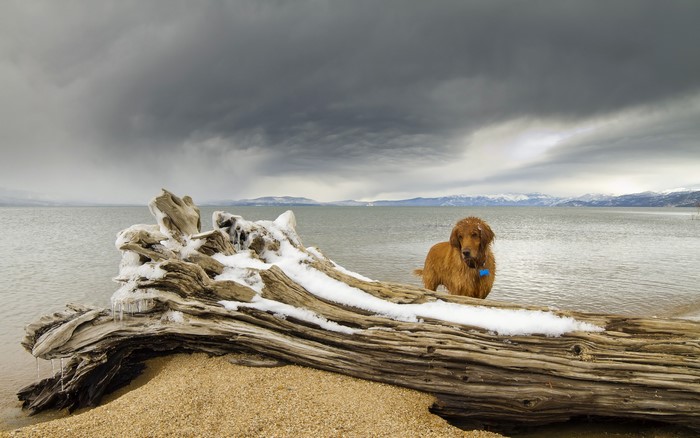 Golden Retriever by a snowy driftwood log on a lake