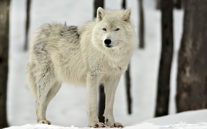 Arctic Wolf standing in the snow