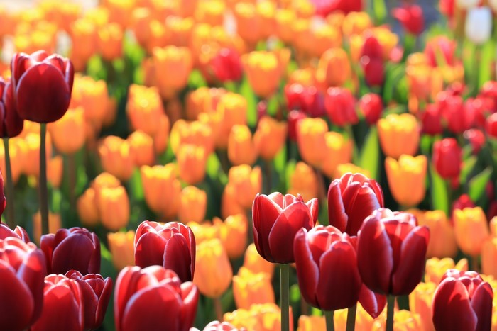 Field of Red and Orange Tulips