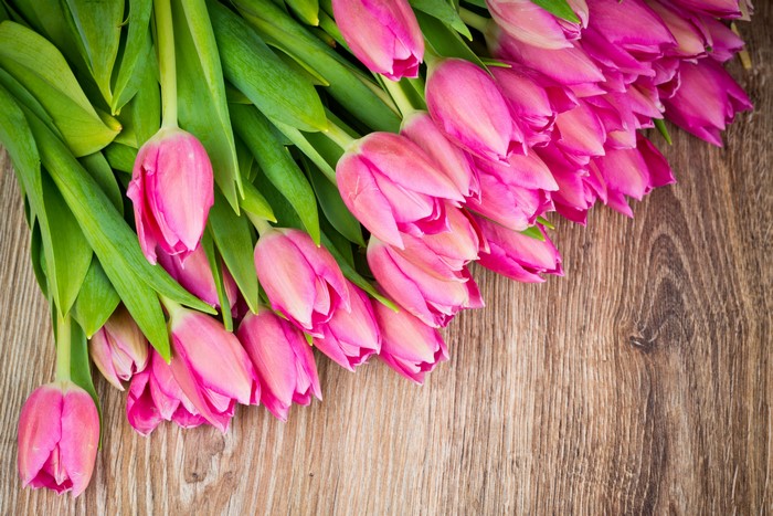 Pink Tulips on Wooden Background