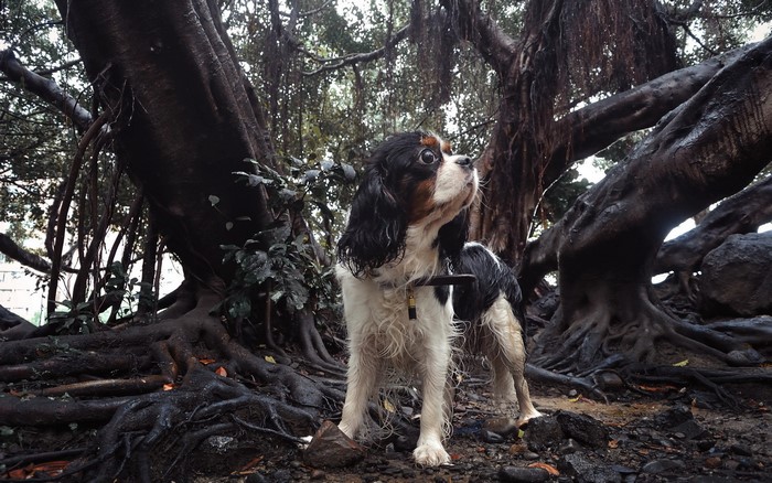 Cavalier King Charles Spaniel dog among large tree roots