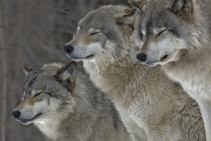 Three wolves with eyes closed in profile