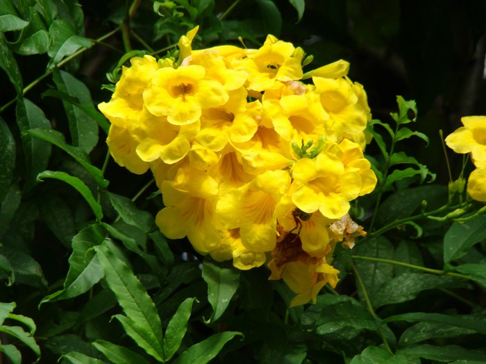 Yellow Trumpet Flowers on Green Foliage
