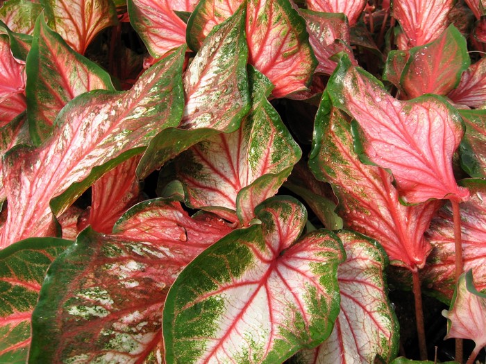 Caladium leaves with pink, green, and white patterns