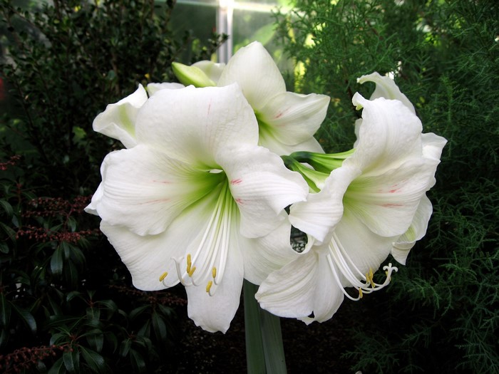 White Amaryllis flowers in bloom