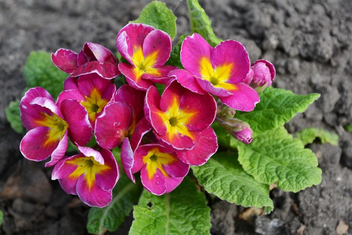 Pink and yellow primrose flowers blooming in soil
