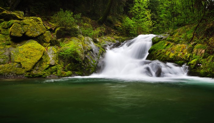 Waterfall in a mossy forest in California, USA