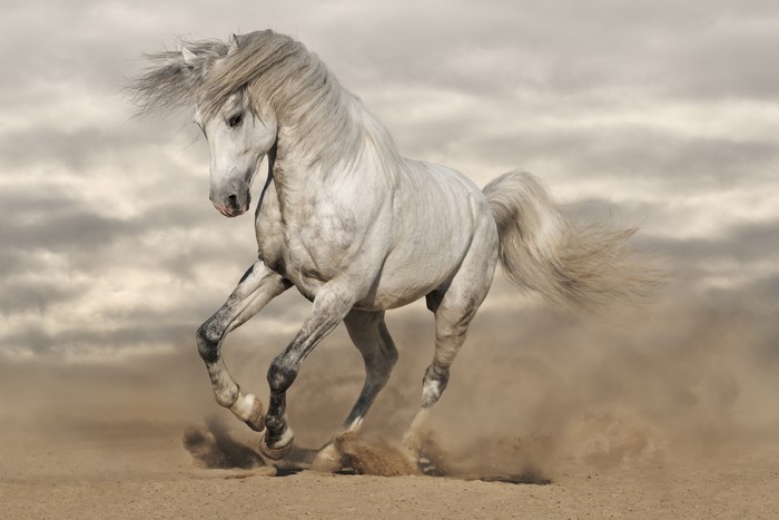 White horse running in sand