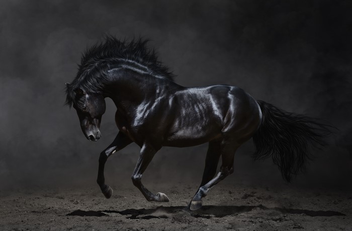 Black horse running in dark environment