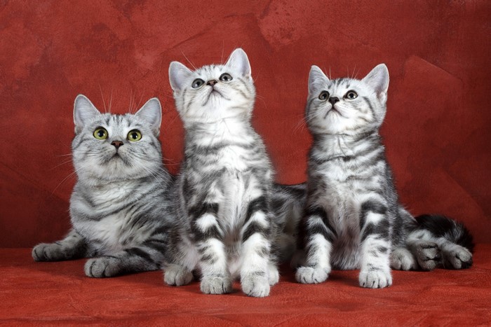 Three silver tabby kittens looking up