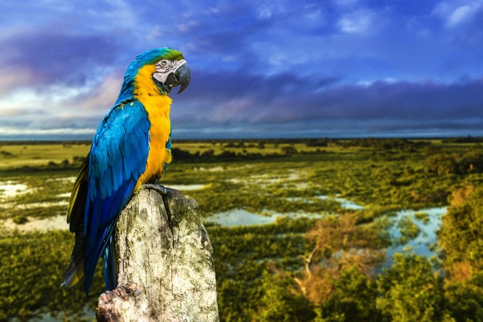Blue and yellow macaw perched on a stump