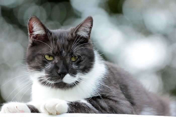 A black and white cat with green eyes