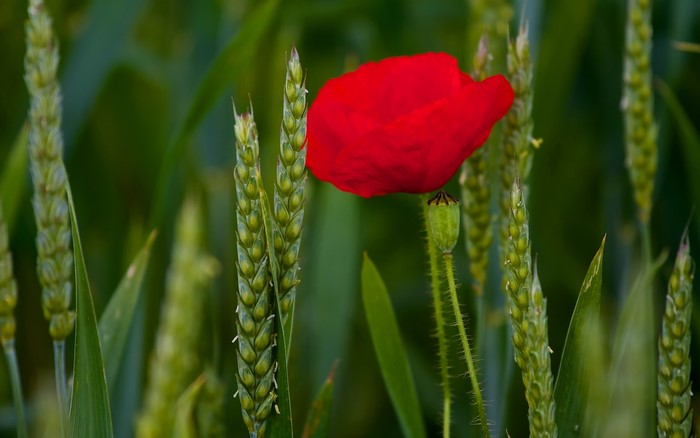 Red poppy in a field of wheat