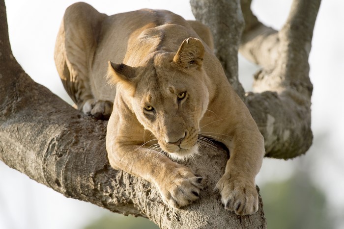 Lioness resting on a tree trunk