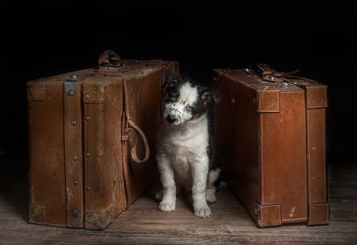 Border Collie puppy between two vintage suitcases